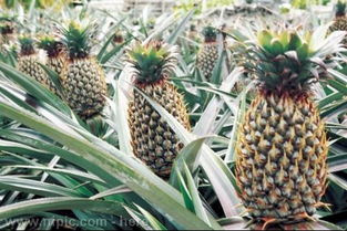 菠菜的营养与价值