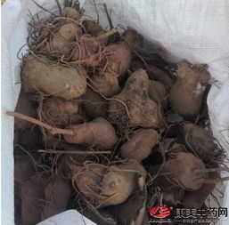 具体操作， 如何应对