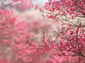 美人樱花，日本国花