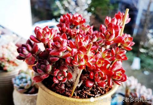 光照条件:晒太阳,但要适量