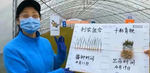 河北赵县苹果园主的经验分享