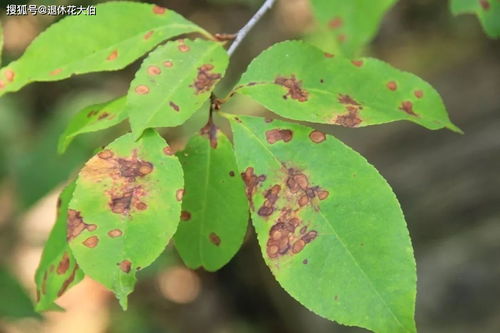 树木上的保护神：白色和红色杀菌剂的秘密