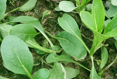 如何去除发霉大料的农药残留和异味？