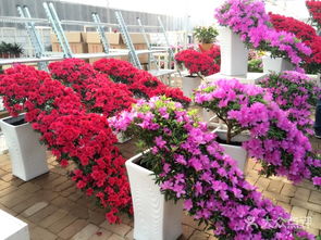 西安雁锦花卉市场搬迁之谜，新地址揭秘那个！