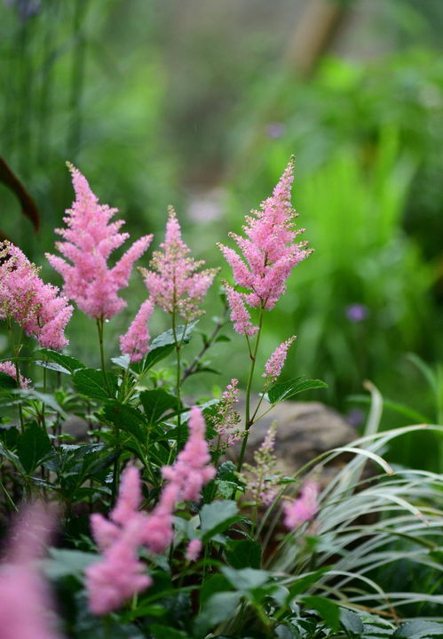落新妇：树荫下的观赏花卉