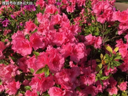 紫腰杜鹃：紫色花朵， 美丽动人