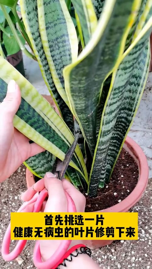 椰砖种植，环保又有趣！