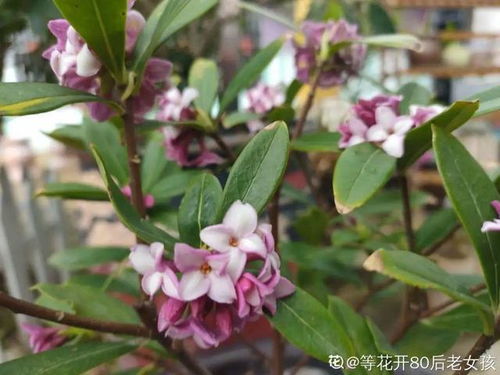 瑞香修剪， 时节的魔法