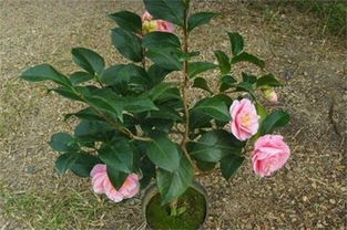 茶花长花蕾期如何施肥？施肥时机和肥料选择有讲究吗