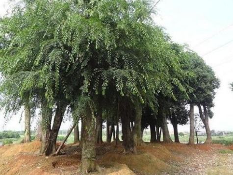 榆树嫩嫁接的树种