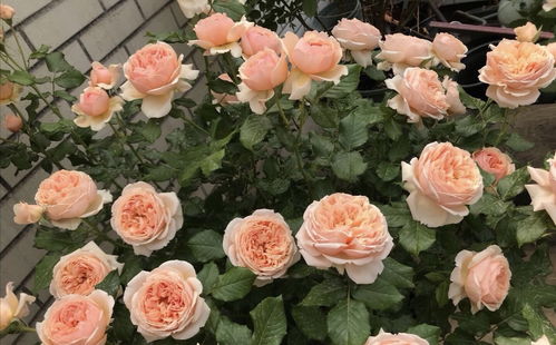 月季花园，美丽与抗病并存