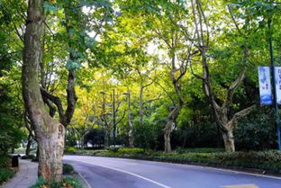 世界五大行道树大盘点， 园林人必知，它们的独特之处