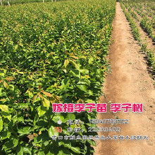 河南省苗木基地那些事儿