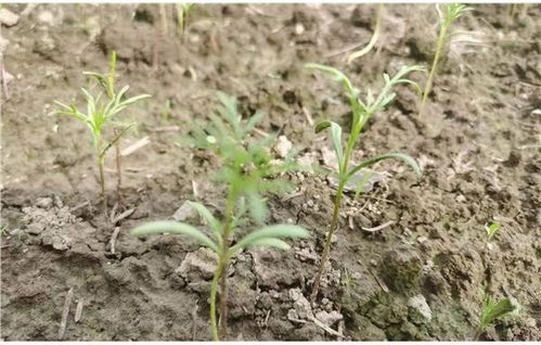 四、鸡毛菜：生长周期短，营养价值高