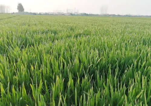 农药总量， 喷药前要算好