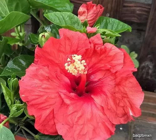 朱槿牡丹秋季如何养护才能保持花色鲜艳