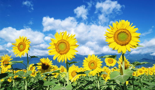 分盆种植的必要性