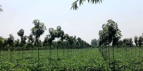 绿化树苗的利润大不大？