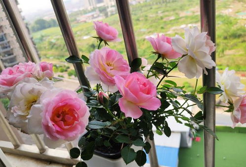 水养玫瑰花的秘籍：水量和技巧揭秘