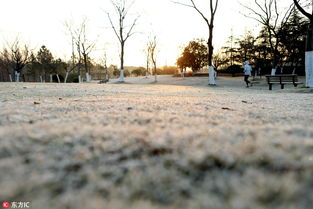 高速路旁的花草，冬天播种，真的嫩成活吗？