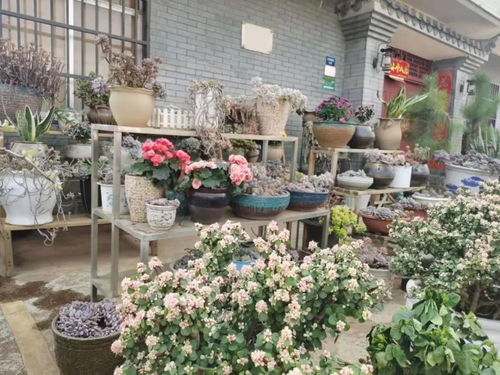 景区门口养花，美不美堪这些！