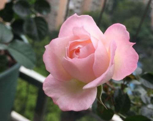 明亮的浅黄色重瓣花：优雅垂头， 蜂蜜甜香