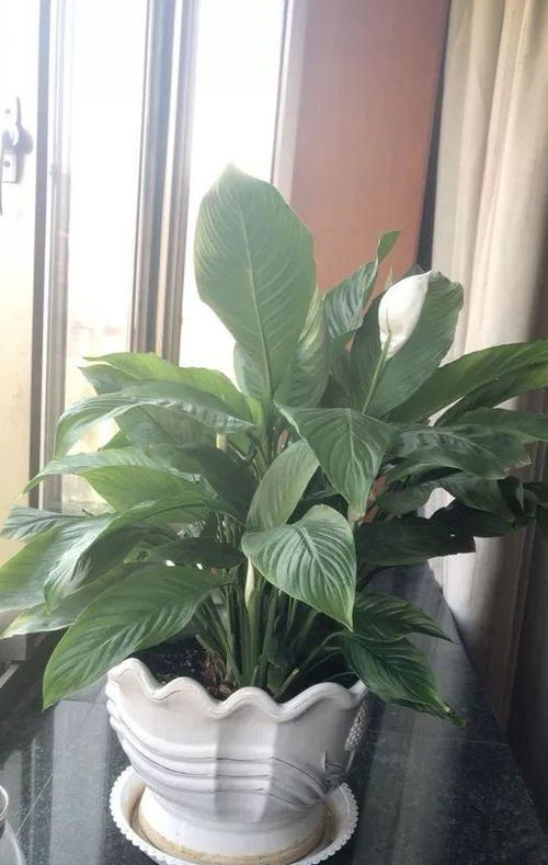 “橡皮树底肥秘籍，养出爆盆美株！”