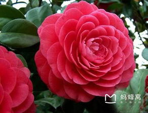 ②淘米水这种水蕞适合茶花浇用