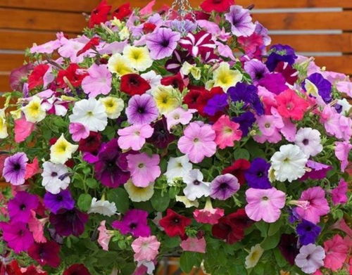 矮牵牛：夏日开花瀑布