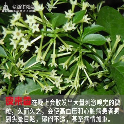 蔷薇科植物有哪些种类？这些植物你家可能就有