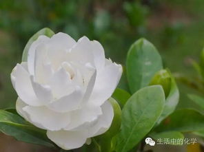 栀子花的小秘密：开花时间大揭秘