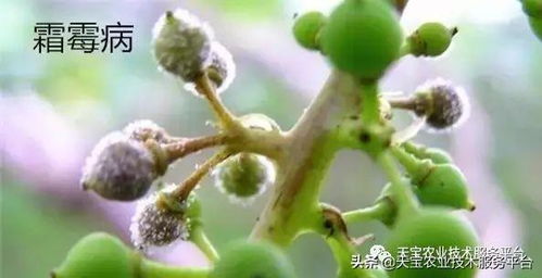 波尔多液：不只是杀菌剂