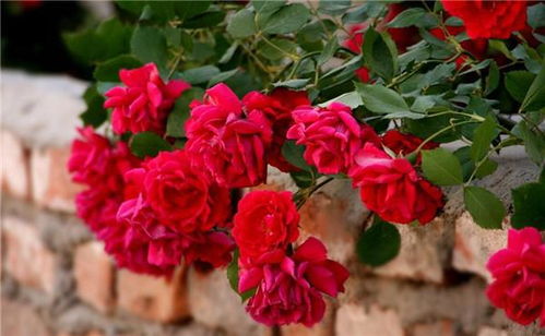 天荷繁星：开花数量庞大