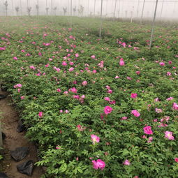 土壤与肥料， 四季玫瑰的美食