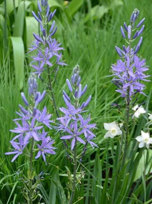 老张家草坪的秘密