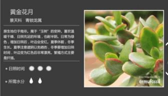 广寒宫：粉红色叶片的巨无霸