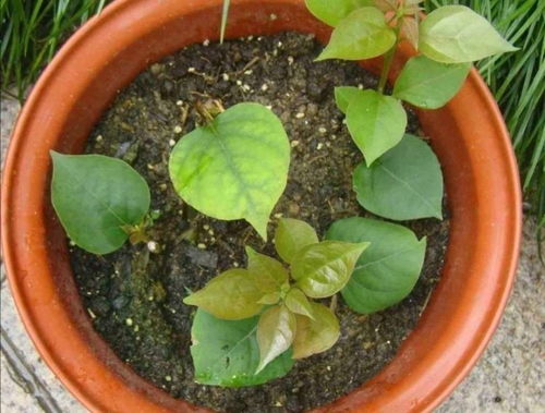 1、选对插穗，打好生根底子