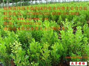 如何科学种植瓜子黄杨小苗