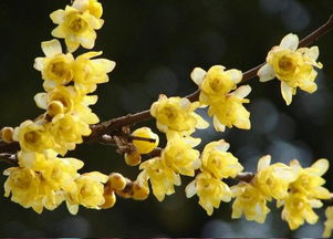 腊梅的耐寒特性