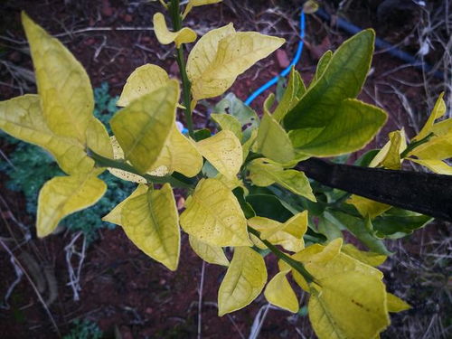 ：科学使用农药， 让柑橘幼树茁壮成长