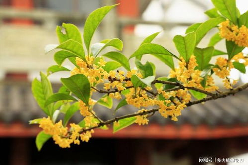 桂花树移植后为什么不好成活？