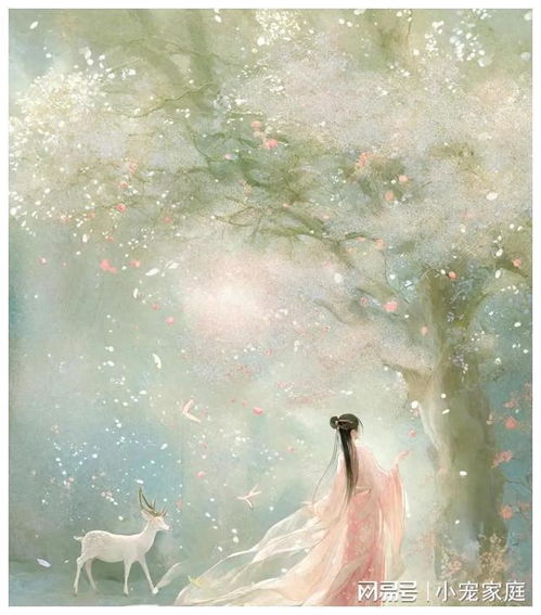 仙鹤来花的神秘面纱