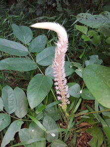 花尾的尾巴之谜