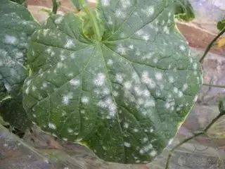 3. 叶斑、 叶枯的终结者