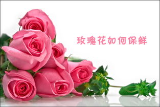 玫瑰花保鲜剂怎么用？延长花期的小秘诀是什么