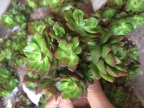 蒂亚多养护一周一次最佳，请问这样养护对植物生长有什么具体好处