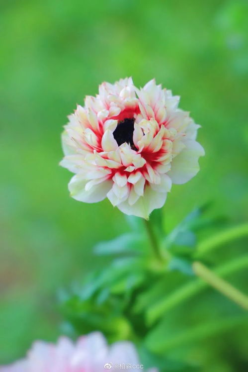 四月新手养啥植物存活率高，避哪些坑嫩省200元？