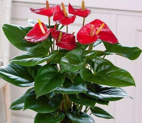 土壤与换盆的学问