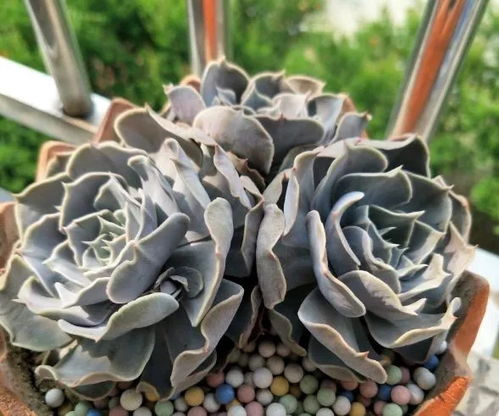 3. 地栽月季：铺干草或着地膜， 保水又透气