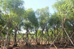 彩叶树种， 四季风光无限